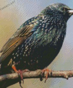 Starling Bird On A Branch Diamond Paintings