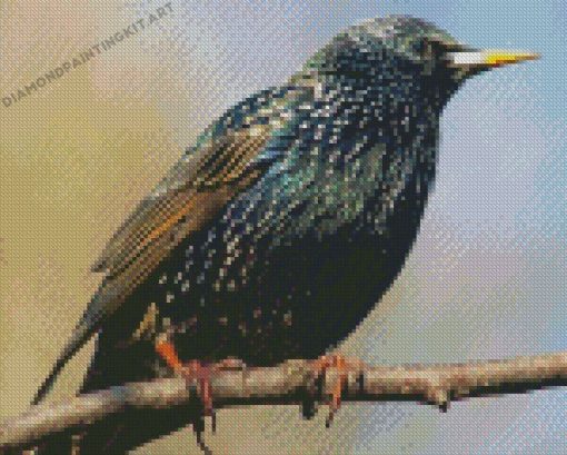 Starling Bird On A Branch Diamond Paintings