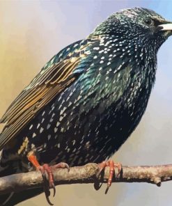 Starling Bird On A Branch Diamond Paintings