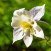 White Colorado Columbine Diamond Paintings