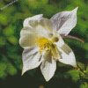 White Colorado Columbine Diamond Paintings