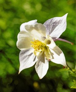 White Colorado Columbine Diamond Paintings