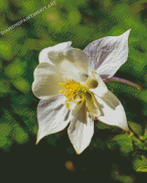 White Colorado Columbine Diamond Paintings