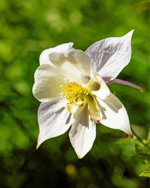 White Colorado Columbine Diamond Paintings