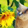 Aesthetic Cat Sunflower Diamond Paintings