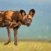 African Hunting Dog Diamond Paintings