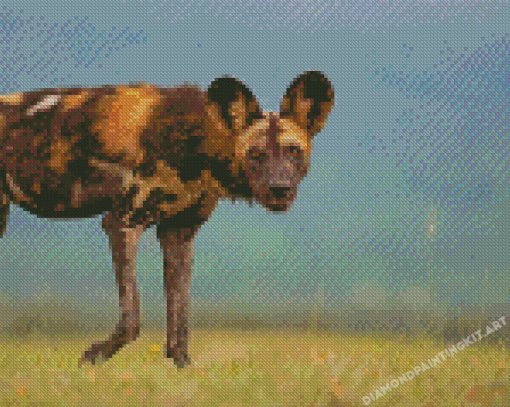 African Hunting Dog Diamond Paintings