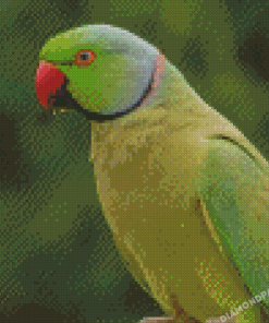 Alexandrine Parakeet Bird Diamond Paintings