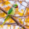 Alexandrine Parakeet On Tree Branch Diamond Paintings