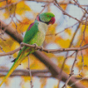 Alexandrine Parakeet On Tree Branch Diamond Paintings