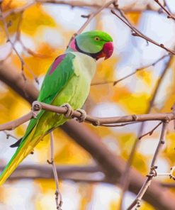 Alexandrine Parakeet On Tree Branch Diamond Paintings