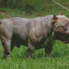 American Bully Diamond Paintings