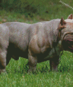 American Bully Diamond Paintings