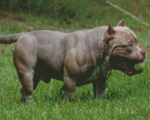 American Bully Diamond Paintings