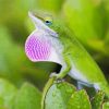 Anole Lizard Diamond Paintings