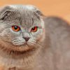 Asethetic British Shorthair Cat Diamond Paintings