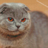 Asethetic British Shorthair Cat Diamond Paintings