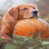 Autumn Pumpkin Golden Retriever Diamond Paintings