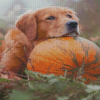 Autumn Pumpkin Golden Retriever Diamond Paintings