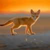 Baby Fox At Sunset Diamond Paintings