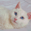 Beautiful White Cat With Blue Eyes On Bed Diamond Paintings