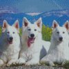 Berger Blanc Suisse Dogs Diamond Paintings