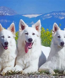 Berger Blanc Suisse Dogs Diamond Paintings