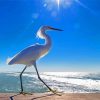 Bird On Beach Seascape Diamond Paintings