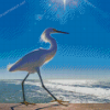 Bird On Beach Seascape Diamond Paintings