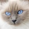 Birman Close Up Diamond Paintings