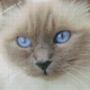 Birman Close Up Diamond Paintings