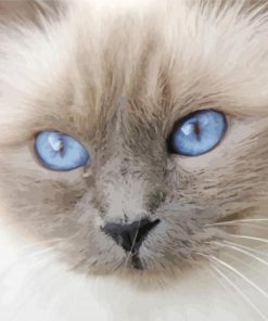 Birman Close Up Diamond Paintings