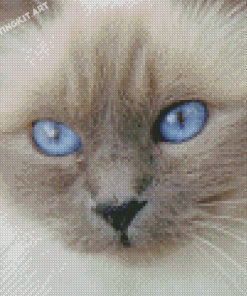 Birman Close Up Diamond Paintings