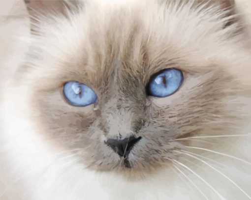 Birman Close Up Diamond Paintings