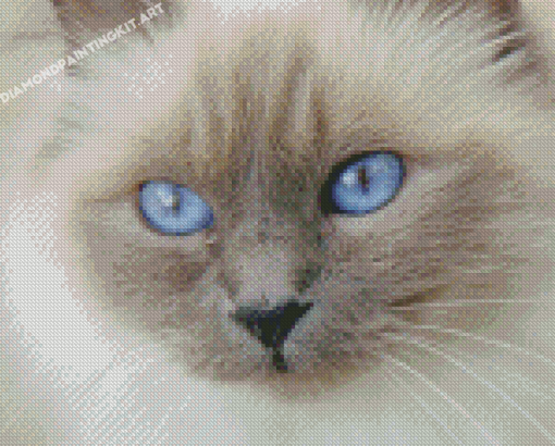 Birman Close Up Diamond Paintings