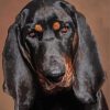 Black And Tan Coonhound Dog Head Diamond Paintings