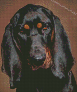 Black And Tan Coonhound Dog Head Diamond Paintings