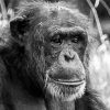 Black And White Chimpanzee Diamond Paintings