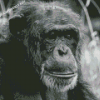 Black And White Chimpanzee Diamond Paintings