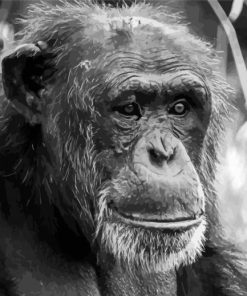 Black And White Chimpanzee Diamond Paintings