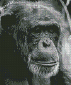 Black And White Chimpanzee Diamond Paintings