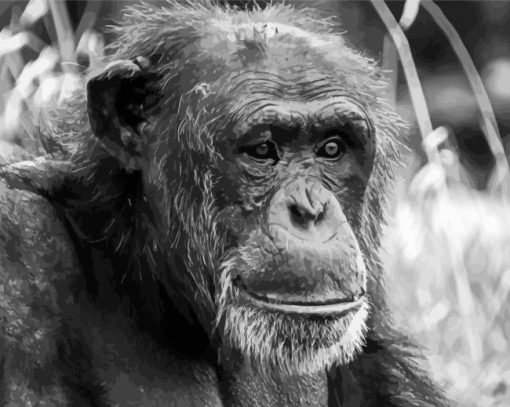 Black And White Chimpanzee Diamond Paintings