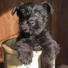 Black Cairn Terrier Puppy Dog Diamond Paintings