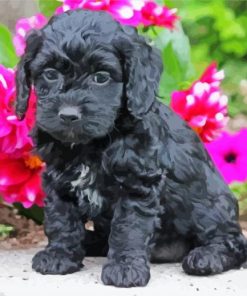 Black Cockapoo And Flowers Diamond Paintings