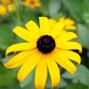 Black Eyed Susan Diamond Paintings