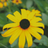 Black Eyed Susan Diamond Paintings