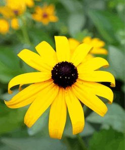 Black Eyed Susan Diamond Paintings