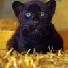 Black Jaguar Diamond Paintings