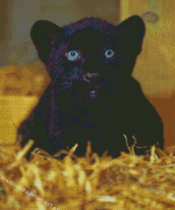 Black Jaguar Diamond Paintings