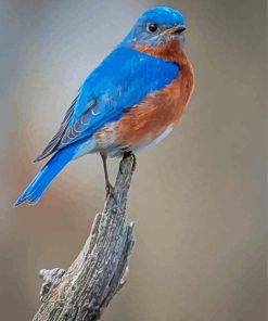 Bluebird Diamond Paintings